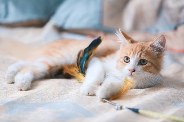 Image avec un chat pelage orange allongé sur le côté avec un jouet a plume