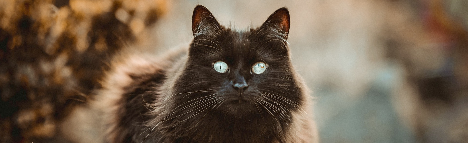 Image chat yeux bleu ciel et pelage noir à poil long avec des reflets marron et orange dans un décor d'automne flouté en arriere plan