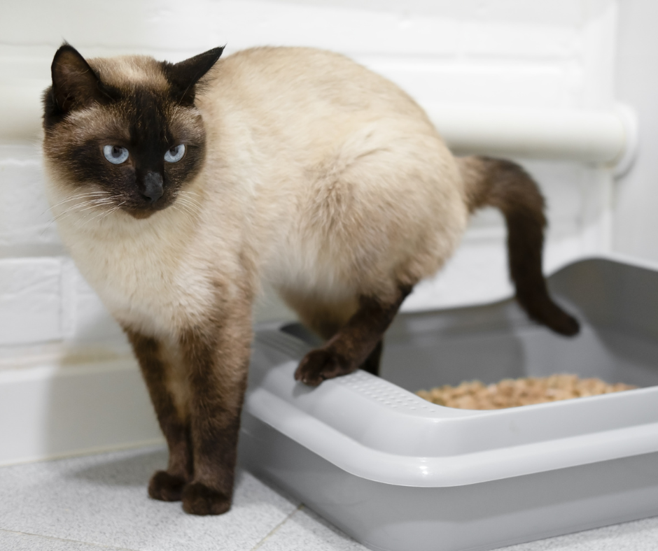 Chat siamois aux yeux bleus utilisant un bac à litière en intérieur avec une posture inadéquate.
