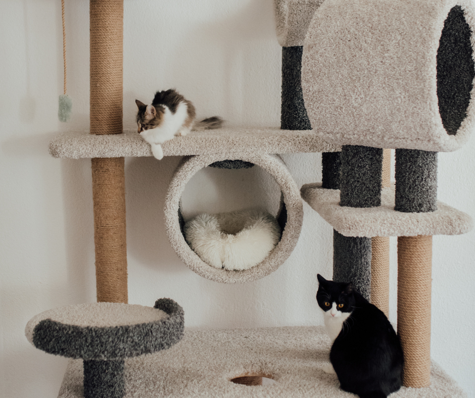 Deux chats sur un grand arbre à chat en sisal pour enrichir leur environnement.