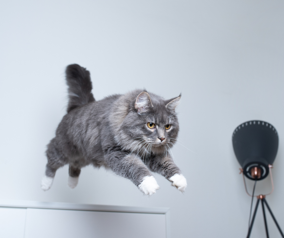 Chat gris en plein saut et rapide, depuis un meuble.
