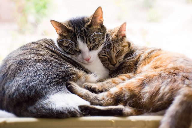 Image avec deux chats endormis collé côte à côte